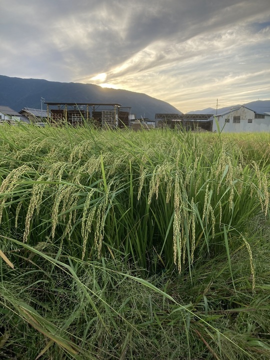 昭和16年の火鉢(ひび割れあります)